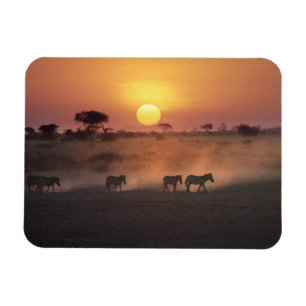 Afrika, Kenia, Amboseli NP. Zebras gehen zum Magnet