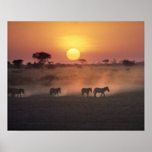 Afrika, Kenia, Amboseli NP. Zebras gehen zum Poster