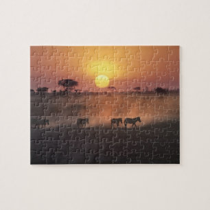 Afrika, Kenia, Amboseli NP. Zebras gehen zum Puzzle