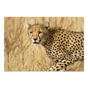 Afrika. Kenia. Cheetah bei Samburu NP. Fotodruck