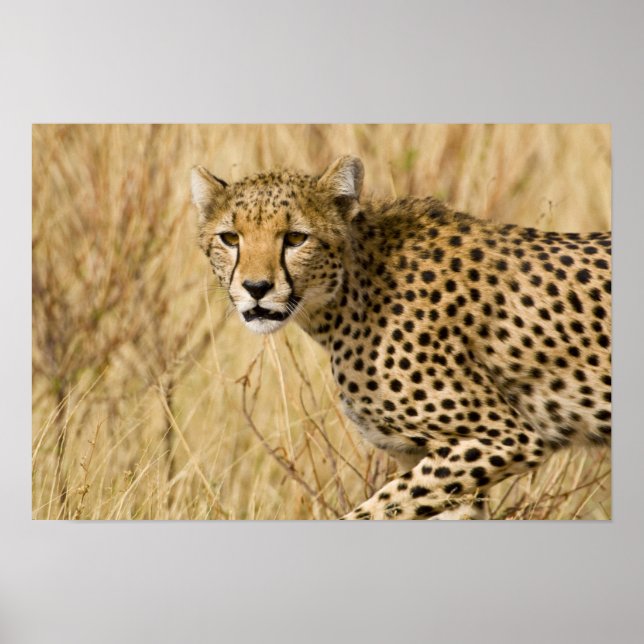 Afrika. Kenia. Cheetah bei Samburu NP. Poster (Vorne)