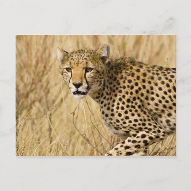 Afrika. Kenia. Cheetah bei Samburu NP. Postkarte (Vorderseite)