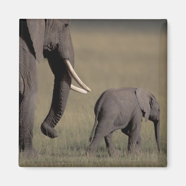Afrika, Kenia, der Amboseli-Nationalpark. afrikani Magnet (Vorne)