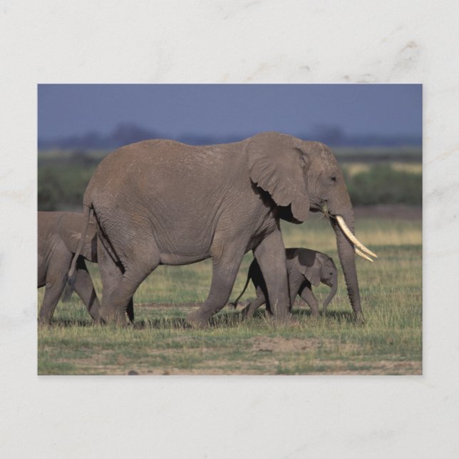 Afrika, Kenia, der Amboseli-Nationalpark. Afrikani Postkarte (Vorderseite)