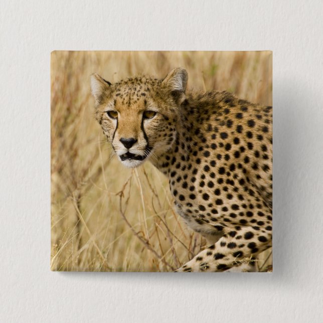 Afrika. Kenia. Gepard im Samburu NP. Button (Vorderseite)