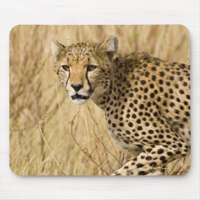 Afrika. Kenia. Gepard im Samburu NP. Mousepad (Vorne)