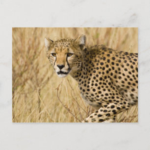 Afrika. Kenia. Gepard im Samburu NP. Postkarte