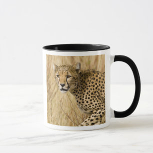 Afrika. Kenia. Gepard im Samburu NP. Tasse