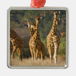 Afrika. Kenia. Herde Netz-Giraffen Silbernes Ornament
