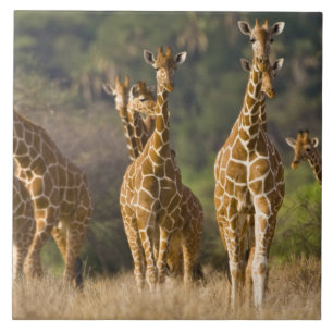 Afrika. Kenia. Herde retikulierter Giraffen Fliese