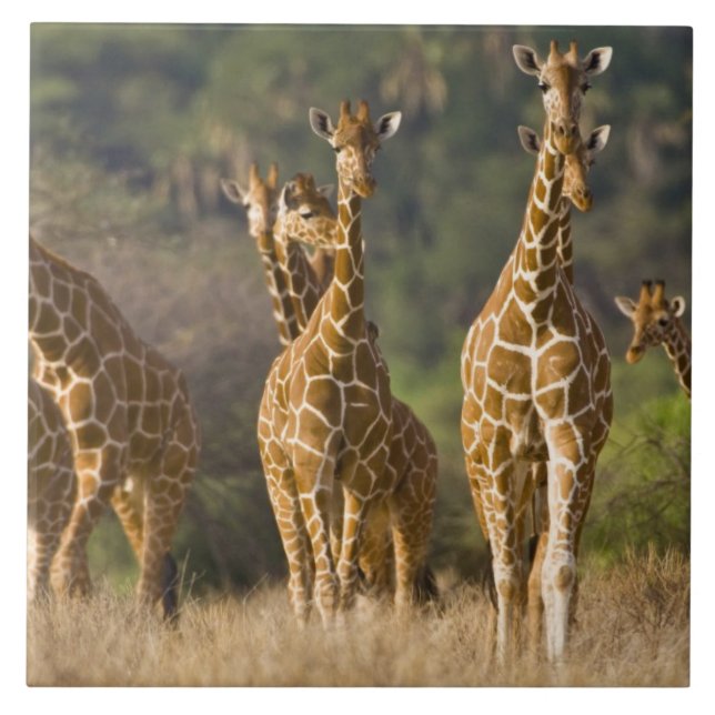 Afrika. Kenia. Herde retikulierter Giraffen Fliese (Vorderseite)