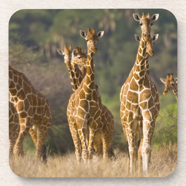 Afrika. Kenia. Herde retikulierter Giraffen Getränkeuntersetzer (Vorderseite)
