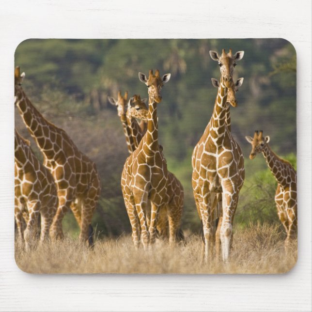 Afrika. Kenia. Herde retikulierter Giraffen Mousepad (Vorne)