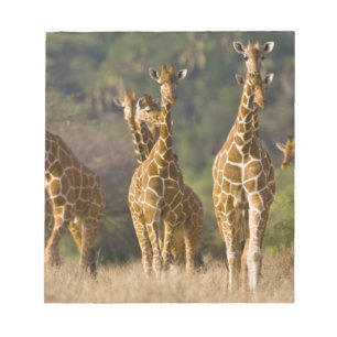 Afrika. Kenia. Herde retikulierter Giraffen Notizblock