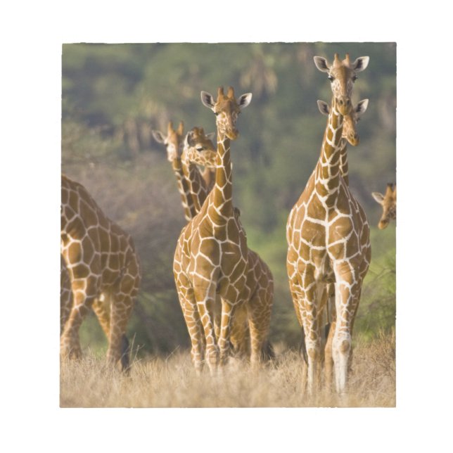Afrika. Kenia. Herde retikulierter Giraffen Notizblock (Vorderseite)