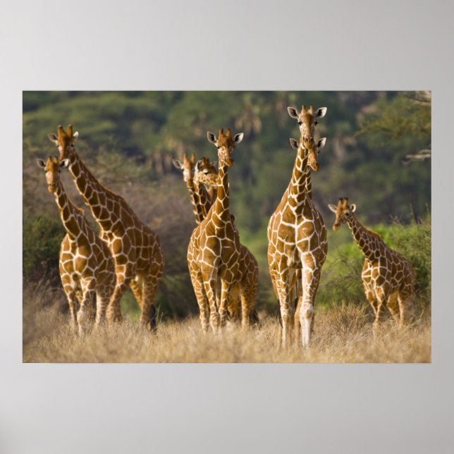 Afrika. Kenia. Herde retikulierter Giraffen Poster (Vorne)