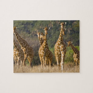 Afrika. Kenia. Herde retikulierter Giraffen Puzzle