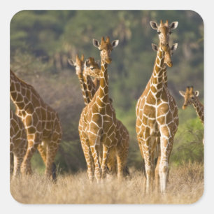 Afrika. Kenia. Herde retikulierter Giraffen Quadratischer Aufkleber