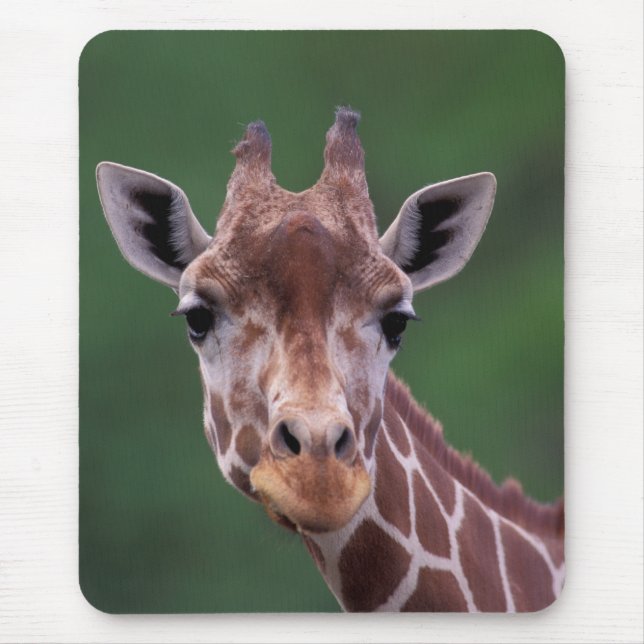 Afrika, Kenia, Impala Ranch. Netz Mousepad (Vorne)
