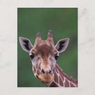 Afrika, Kenia, Impala Ranch. Netz Postkarte
