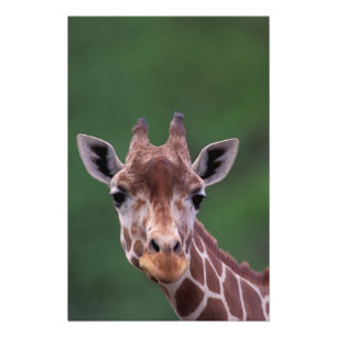 Afrika, Kenia, Impala Ranch. Netzartig Fotodruck