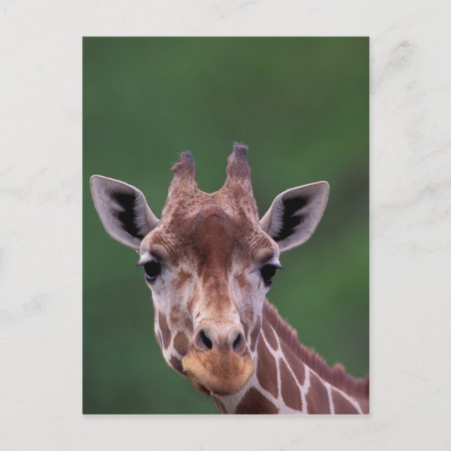 Afrika, Kenia, Impala Ranch. retikanimiert Postkarte (Vorderseite)