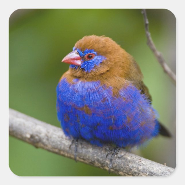 Afrika. Kenia. Lila Grenadier Quadratischer Aufkleber (Vorderseite)