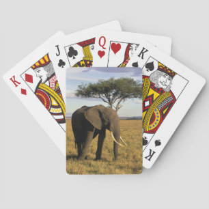 Afrika, Kenia, Maasai Mara. Ein Elefant in der Spielkarten