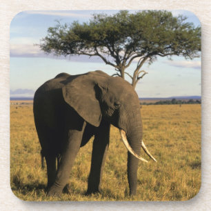 Afrika, Kenia, Maasai Mara. Ein Elefant in der Untersetzer