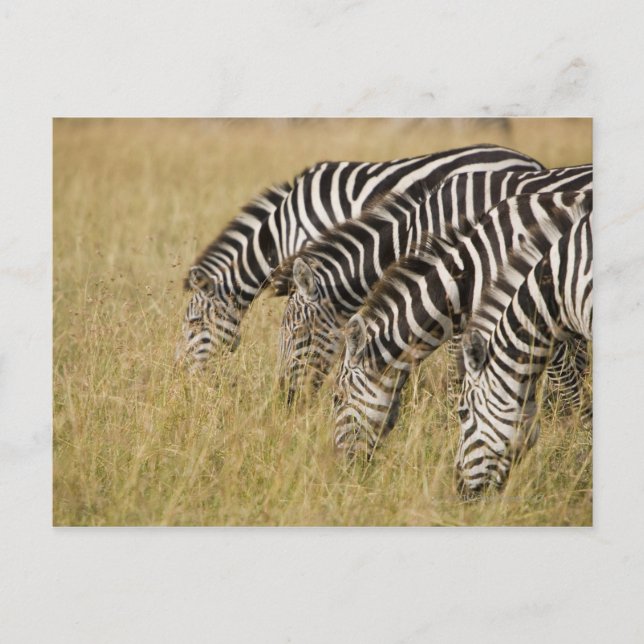 Afrika, Kenia, Maasai Mara Postkarte (Vorderseite)