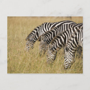 Afrika, Kenia, Maasai Mara Postkarte