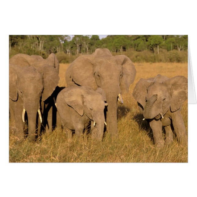 Afrika, Kenia, Masai Mara. Afrikanischer Elefant (Vorderseite (Horizontal))