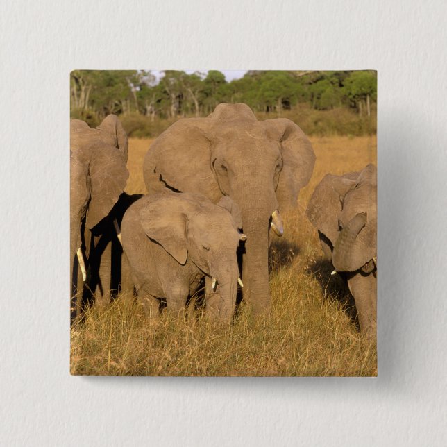 Afrika, Kenia, Masai Mara. Afrikanischer Elefant Button (Vorderseite)