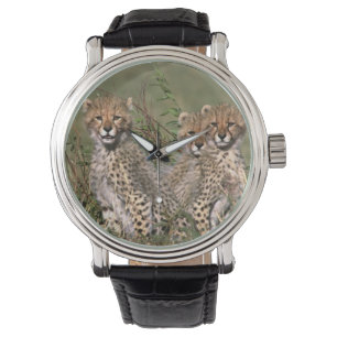 Afrika; Kenia; Masai Mara; Drei Gepardenjunge Armbanduhr