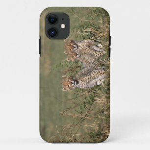 Afrika; Kenia; Masai Mara; Drei Gepardenjunge Case-Mate iPhone Hülle