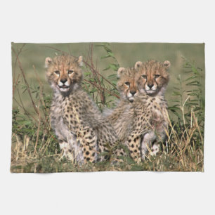 Afrika; Kenia; Masai Mara; Drei Gepardenjunge Geschirrtuch