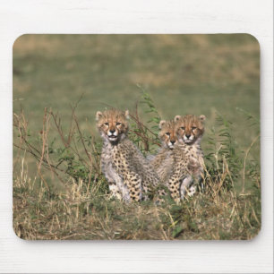 Afrika; Kenia; Masai Mara; Drei Gepardenjunge Mousepad