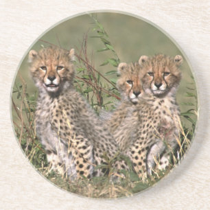 Afrika; Kenia; Masai Mara; Drei Gepardenjunge Sandstein Untersetzer