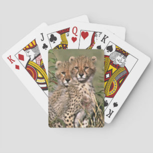 Afrika; Kenia; Masai Mara; Drei Gepardenjunge Spielkarten