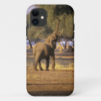 Afrika, Kenia, Masai Mara. Elefant (Loxodonta