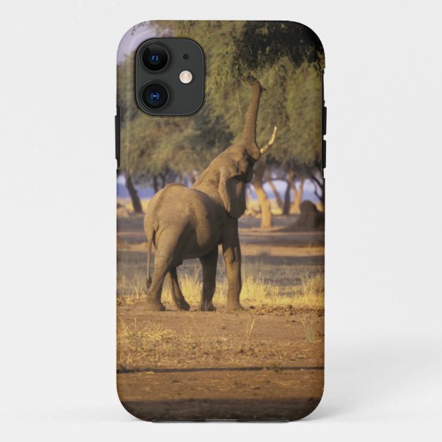 Afrika, Kenia, Masai Mara. Elefant (Loxodonta Case-Mate iPhone Hülle (Rückseite)