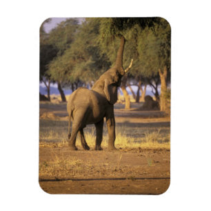 Afrika, Kenia, Masai Mara. Elefant (Loxodonta Magnet