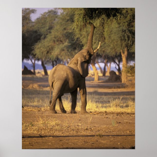 Afrika, Kenia, Masai Mara. Elefant (Loxodonta Poster (Vorne)