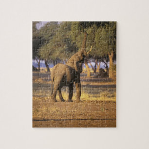Afrika, Kenia, Masai Mara. Elefant (Loxodonta Puzzle
