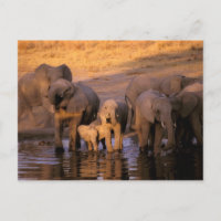 Afrika, Kenia, Masai Mara. Elefanten (Loxodonta