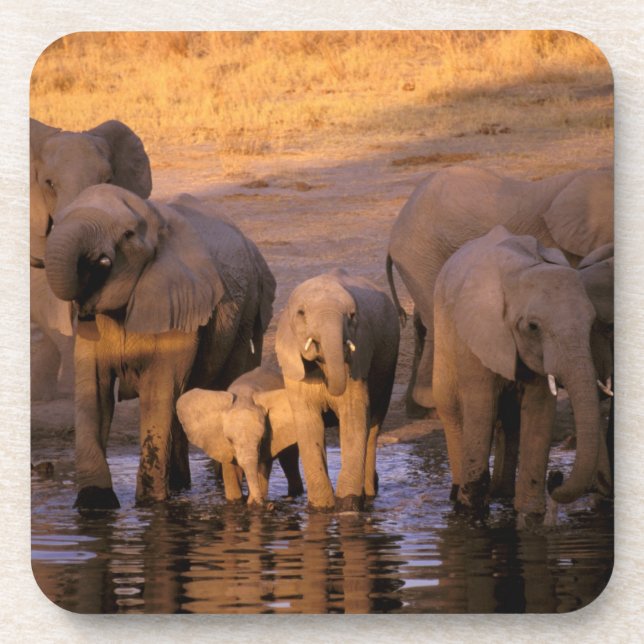 Afrika, Kenia, Masai Mara. Elefanten (Loxodonta Untersetzer (Vorderseite)