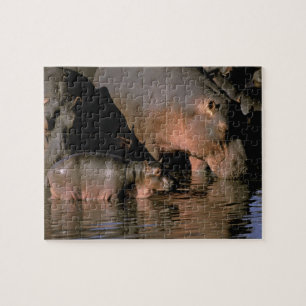 Afrika, Kenia, Masai Mara. Flusspferde Puzzle