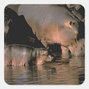 Afrika, Kenia, Masai Mara. Flusspferde Quadratischer Aufkleber