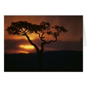 Afrika, Kenia, Masai Mara Game Reserve,