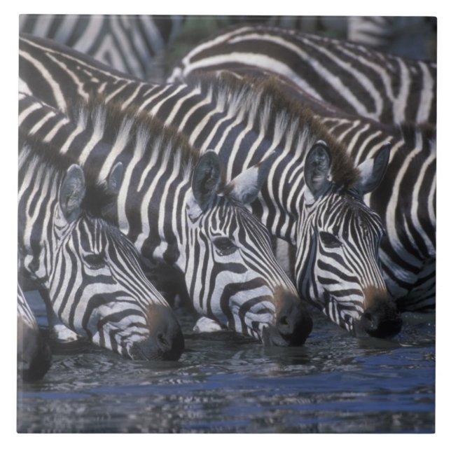Afrika, Kenia, Masai Mara Game Reserve, Ebenen Fliese (Vorderseite)